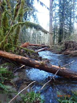 Coastal Stream