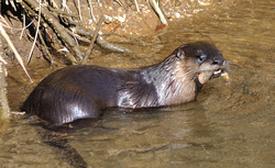 OTTERS
